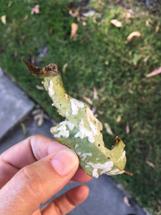 Eucalyptolyma maideni