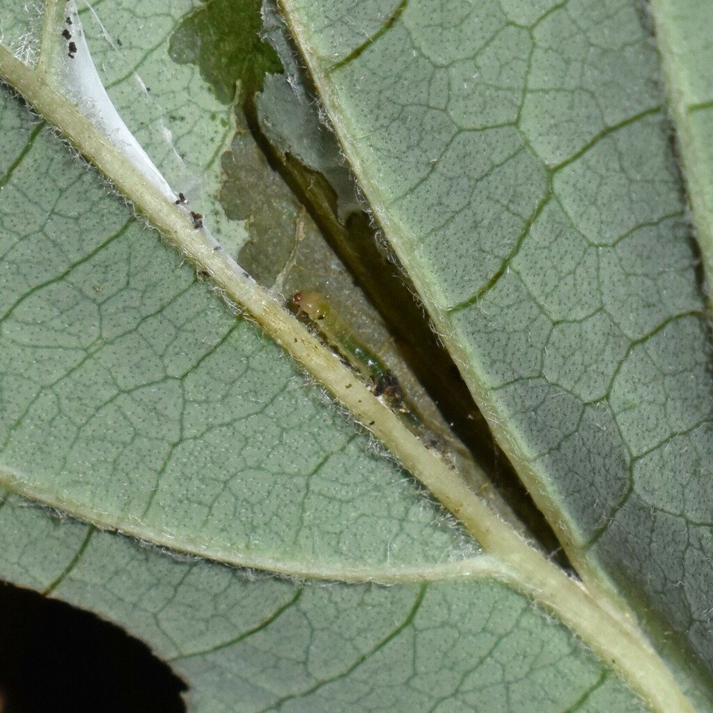 Acleris ptychogrammos