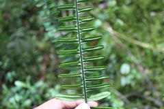 Pecluma hygrometrica