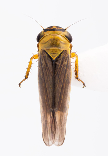 Limotettix ochrifrons