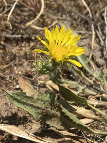 Pyrrocoma hirta var. sonchifolia