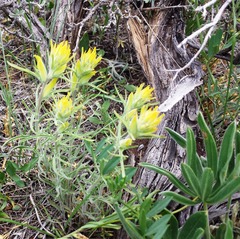 Castilleja flava