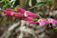 Lamourouxia sylvatica