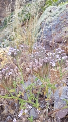 Phacelia floribunda