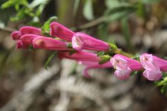 Lamourouxia sylvatica