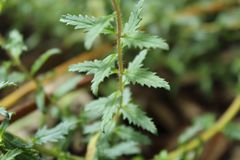 Lamourouxia sylvatica