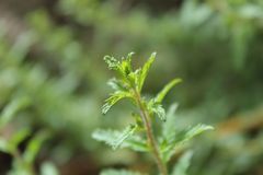 Lamourouxia sylvatica