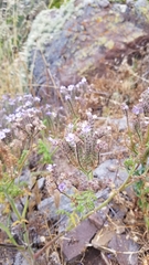 Phacelia floribunda
