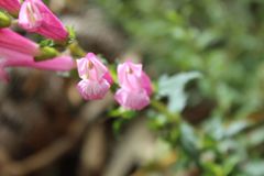 Lamourouxia sylvatica