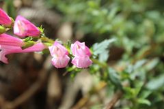 Lamourouxia sylvatica