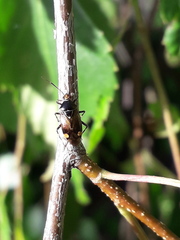 Deraeocoris flavilinea
