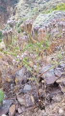 Phacelia floribunda