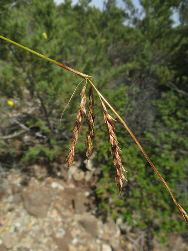 Image of Carex obispoensis by no rights reserved