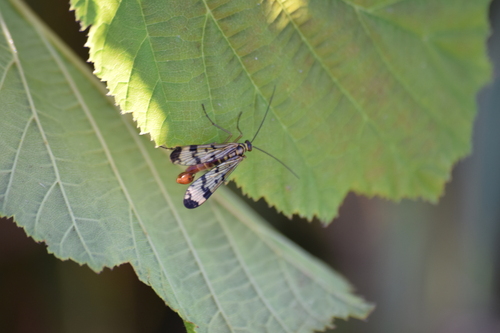 Panorpa communis