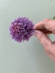 Allium schoenoprasum