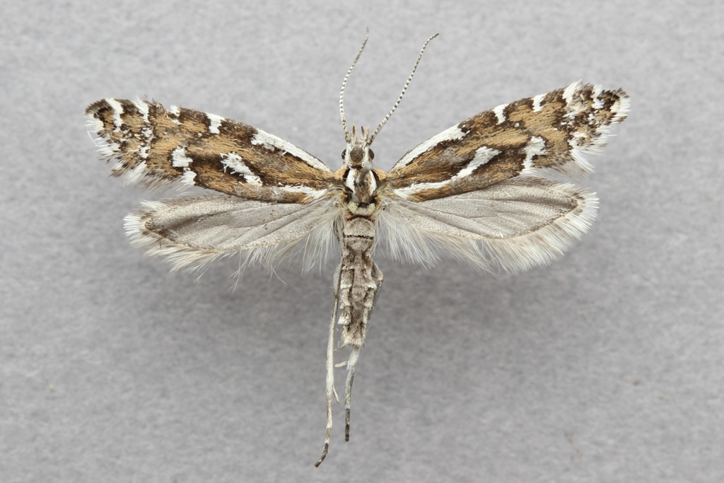 Plutella notabilis