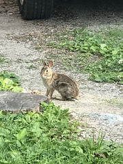 Sylvilagus floridanus