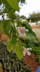 Catalpa longissima