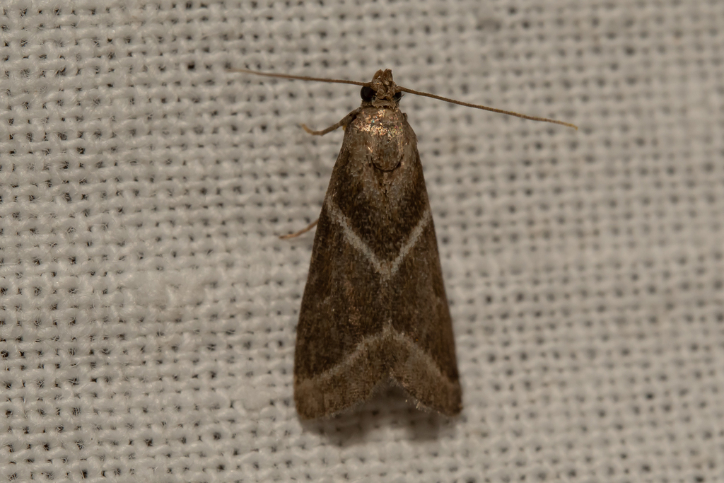Nyctegretis triangulella