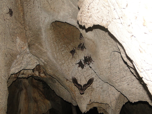 Common Vampire Bat (Desmodus rotundus)