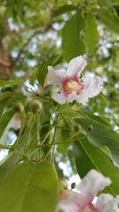 Catalpa longissima