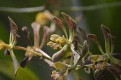 Encyclia parviflora