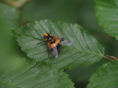 Volucella inflata