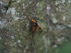 Volucella inflata