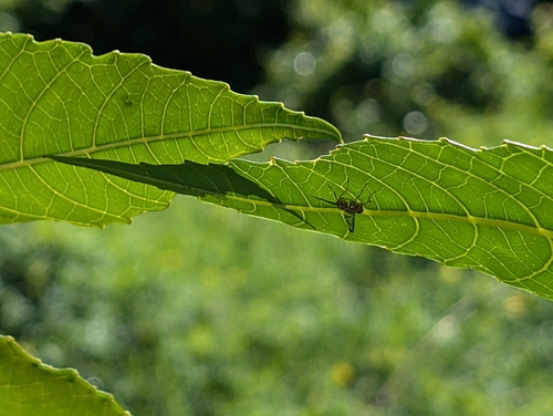 Melon Fly photo 5