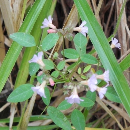 Oxalis cytisoides (Oxalis cytisoides)