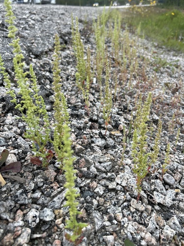 Image of Dysphania botrys by no rights reserved
