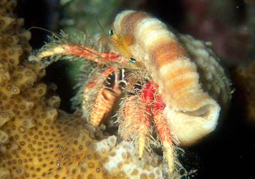 Aniculus hopperae observed 2024-08-19