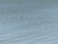 Aechmophorus occidentalis