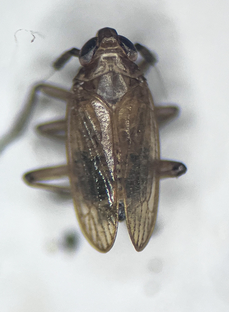 Paradelphacodes paludosa