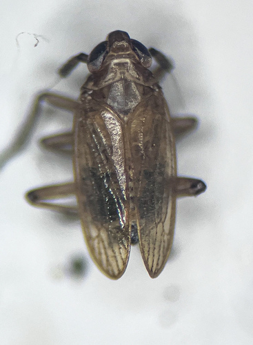 Paradelphacodes paludosa