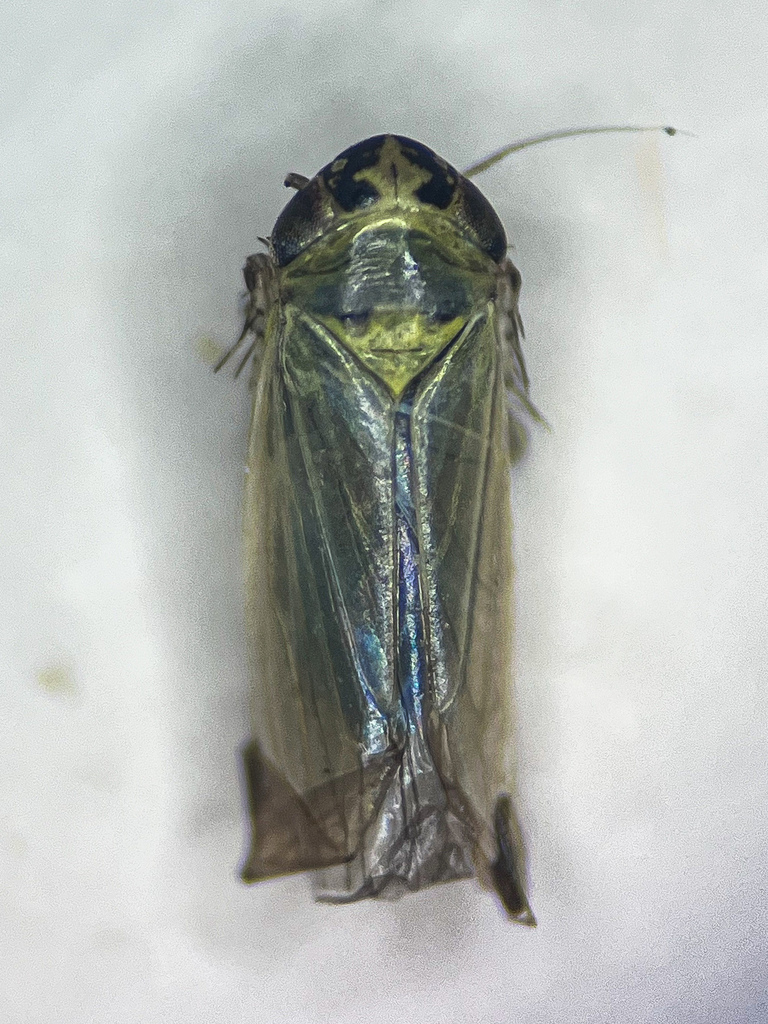 Macrosteles viridigriseus