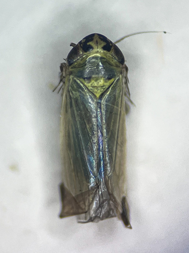 Macrosteles viridigriseus