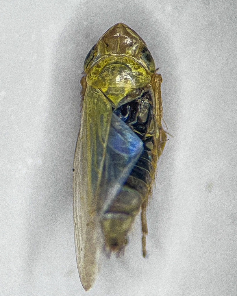 Sorhoanus assimilis