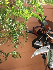 Haemorhous mexicanus