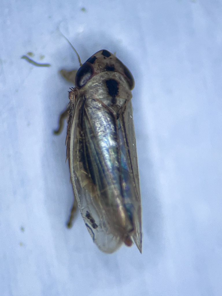 Rhopalopyx adumbrata