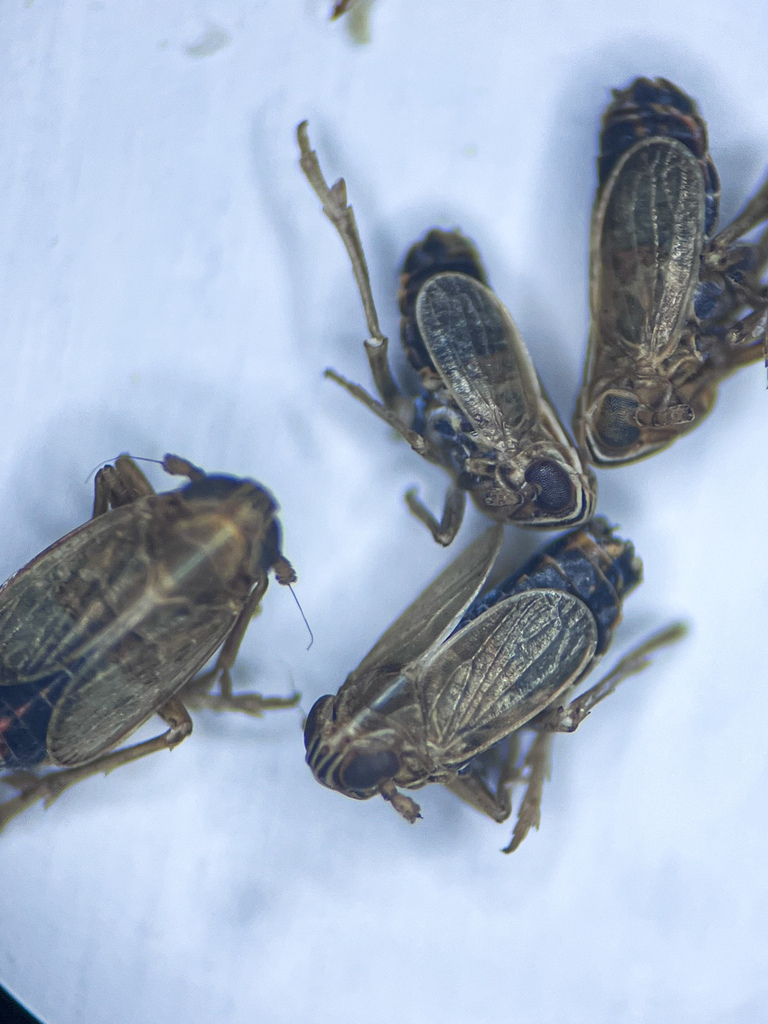 Ribautodelphax collina