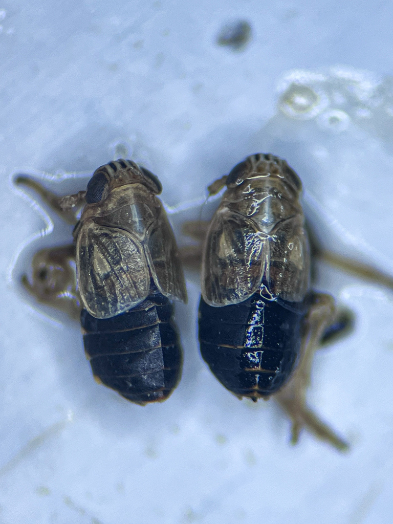 Dicranotropis divergens