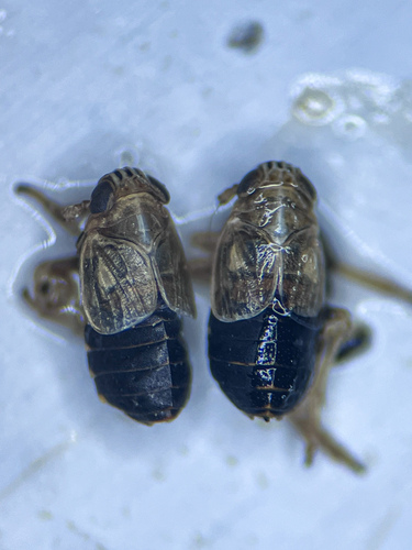 Dicranotropis divergens