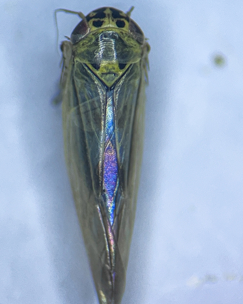Macrosteles cristatus