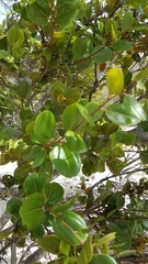 Sarcomphalus domingensis