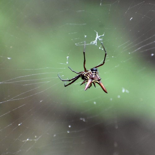 Micrathena forcipata