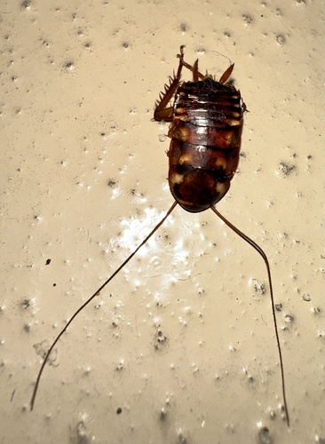 Australian Cockroach photo 6