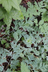 Dicentra formosa