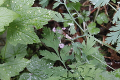 Dicentra formosa