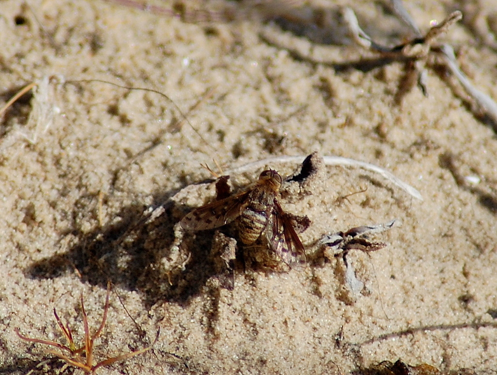 Neodiplocampta spiloptera